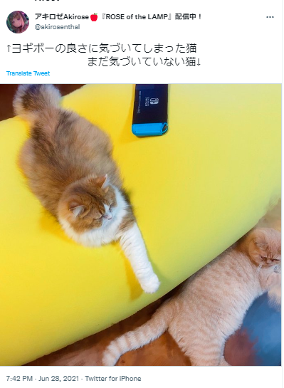 アキロゼ　猫