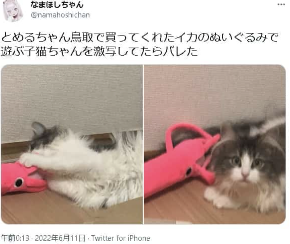 なまほしちゃん,猫