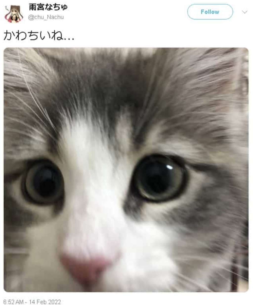 雨宮なちゅ,猫