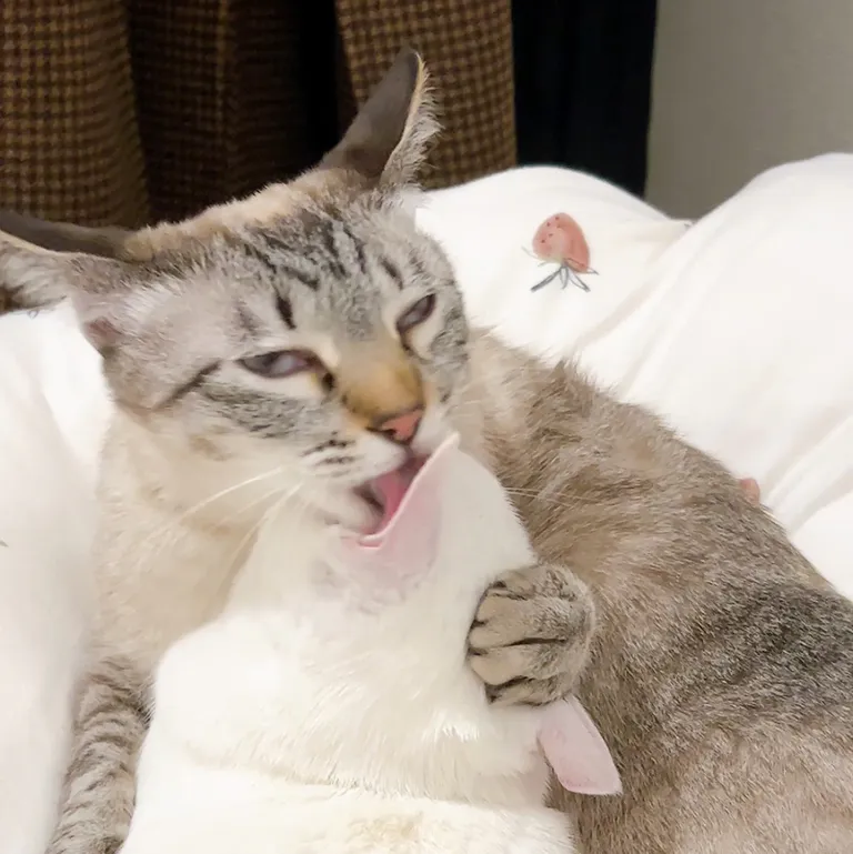 花守へるし,猫