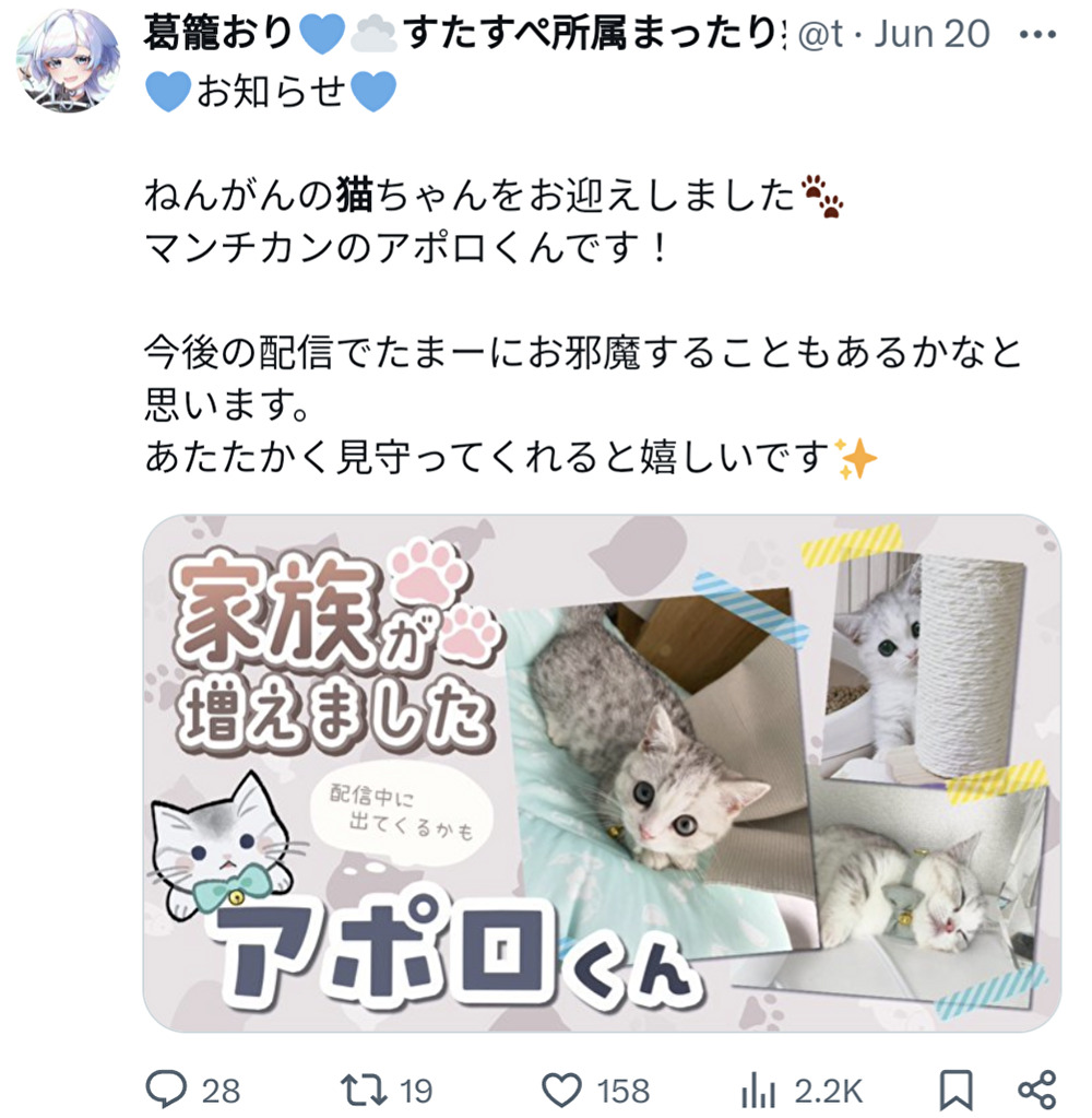 葛籠おり,飼い猫